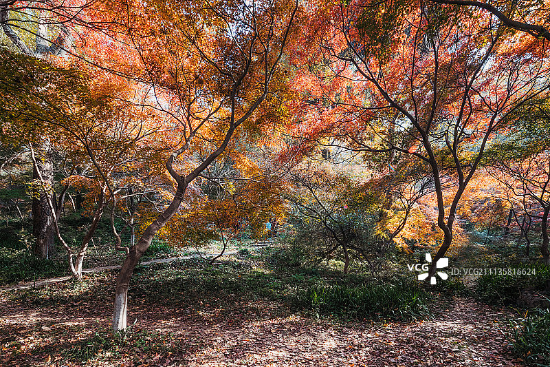 栖霞山的从色彩图片素材