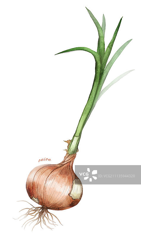 白色背景上的蔬菜插画图片素材