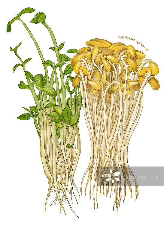 白色背景上的蔬菜插画图片素材