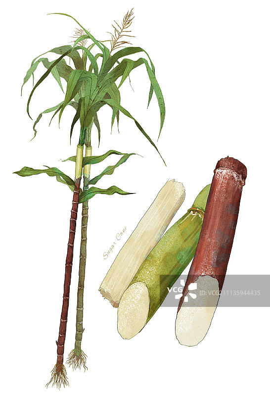 白色背景上的蔬菜插画图片素材