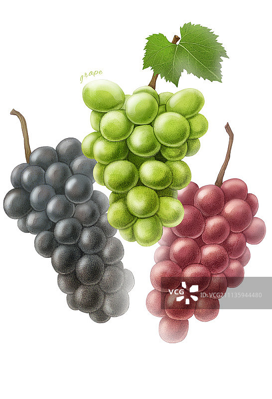 白色背景上的水果插画图片素材