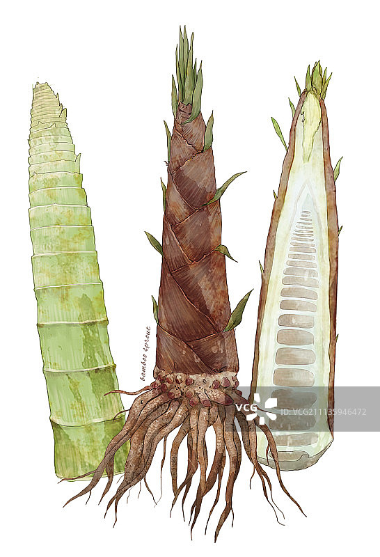 水彩风竹笋插画图片素材