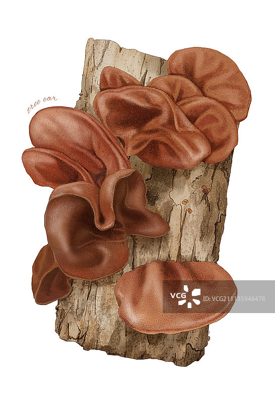 水彩蘑菇插画图片素材