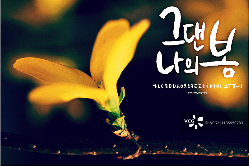 模糊背景下的花朵特写图片素材