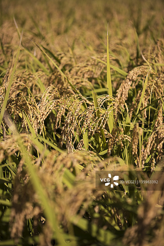 成熟的水稻图片素材