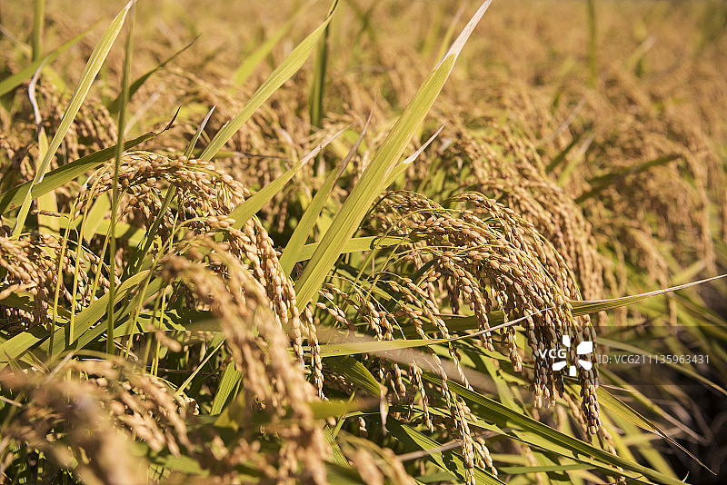 成熟的水稻图片素材