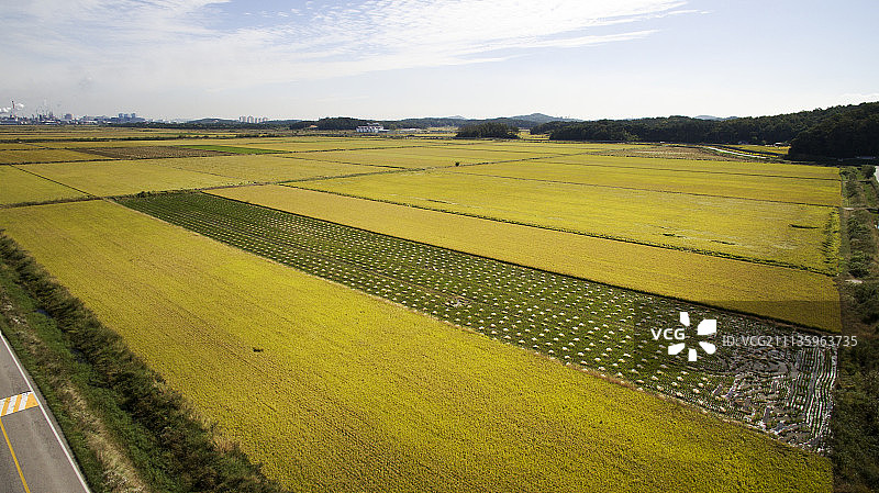 天空与稻田摄影图片素材