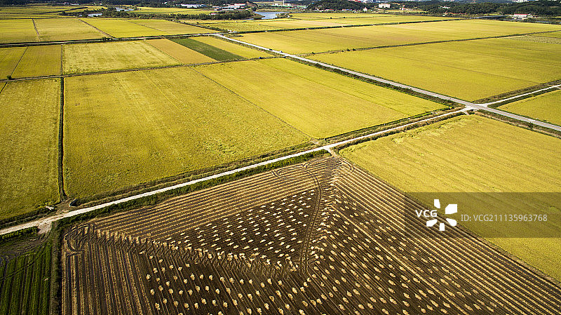 稻田摄影图片素材