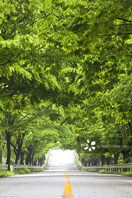 绿树成荫的道路图片素材
