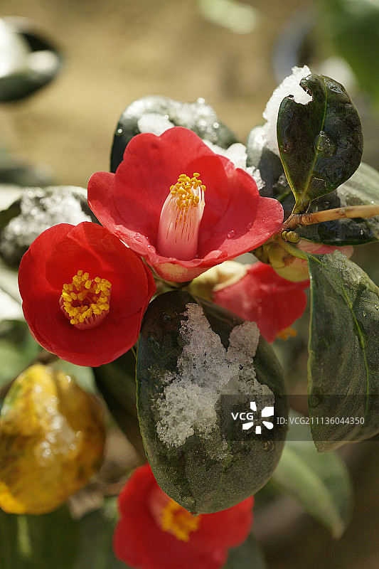 户外冬季图片素材