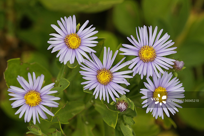 韩国紫色郁陵郡图片素材