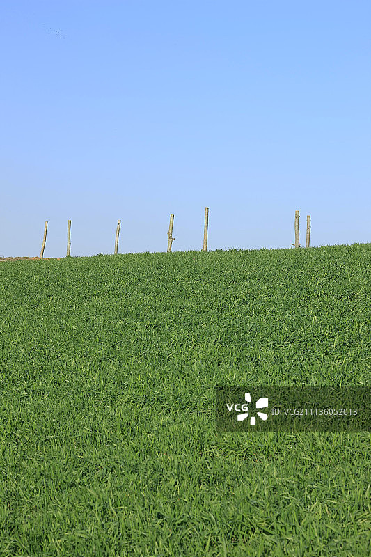 韩国白天风景草地图片素材
