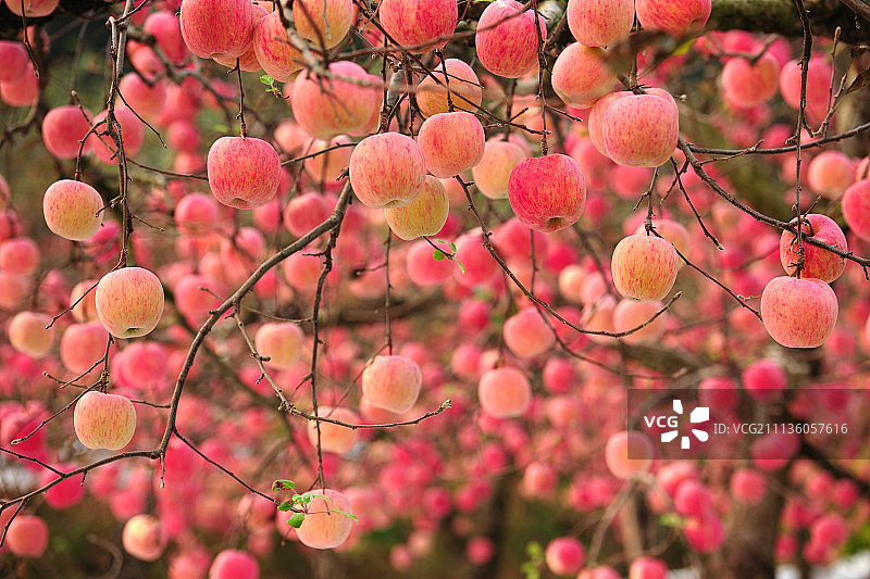 户外，白天，苹果，苹果树图片素材