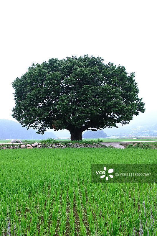 稻田景观与老树图片素材