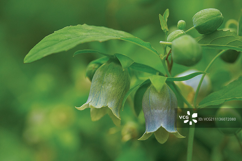 毛萼 Campanula图片素材