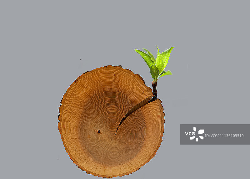 木桩上的嫩芽图片素材