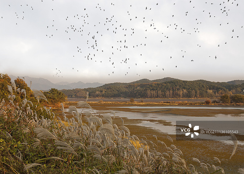 昌宁郡友浦邑湿地的候鸟图片素材