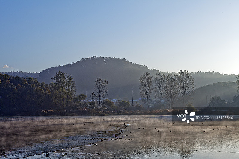 昌宁郡友浦邑湿地的候鸟图片素材