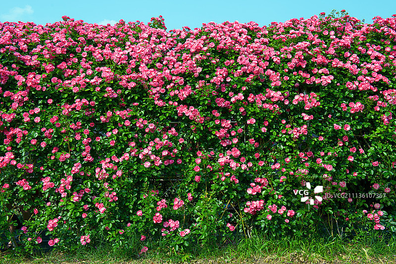 日山湖水公园玫瑰园图片素材