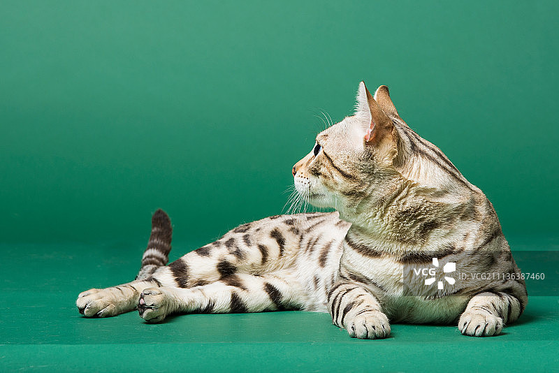 豹猫 乌索普图片素材