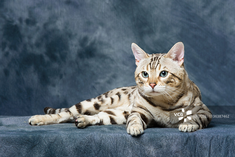 豹猫 乌索普图片素材