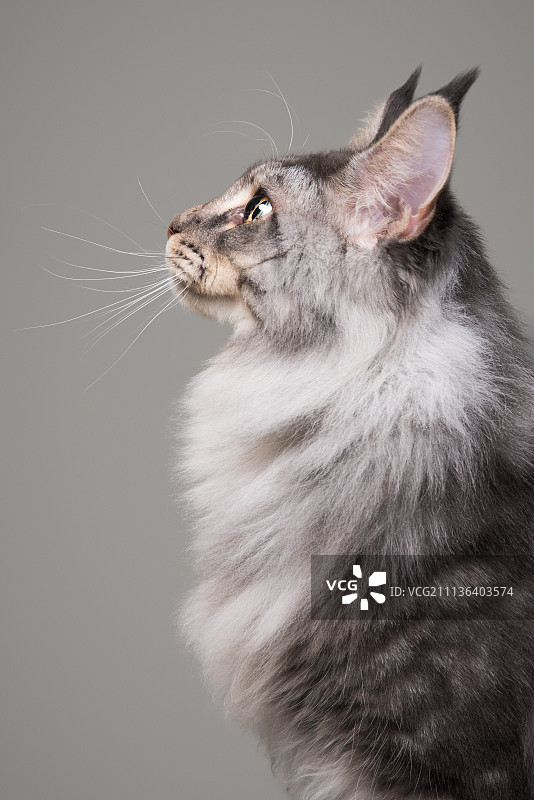 缅因猫 青豆图片素材