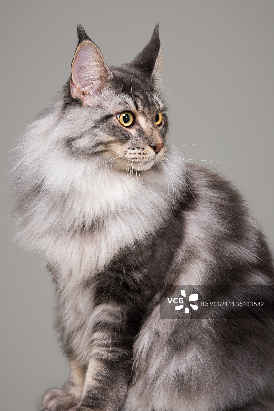 缅因猫 青豆图片素材