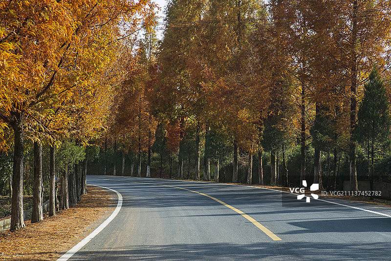 道路秋景图片素材