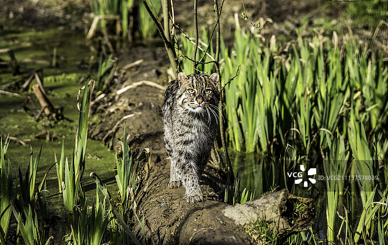 钓鱼猫图片素材