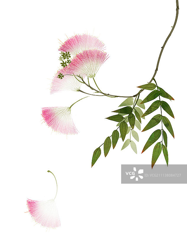 合欢花图片素材