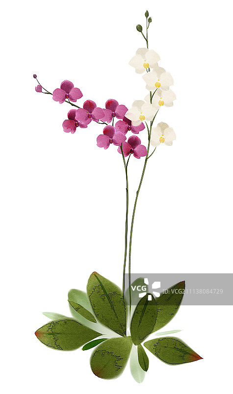 蝴蝶兰图片素材