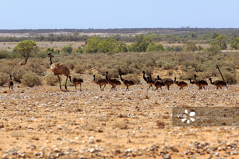 鸸鹋，在新南威尔士州斯特国家公园与幼鸟一同行走图片素材