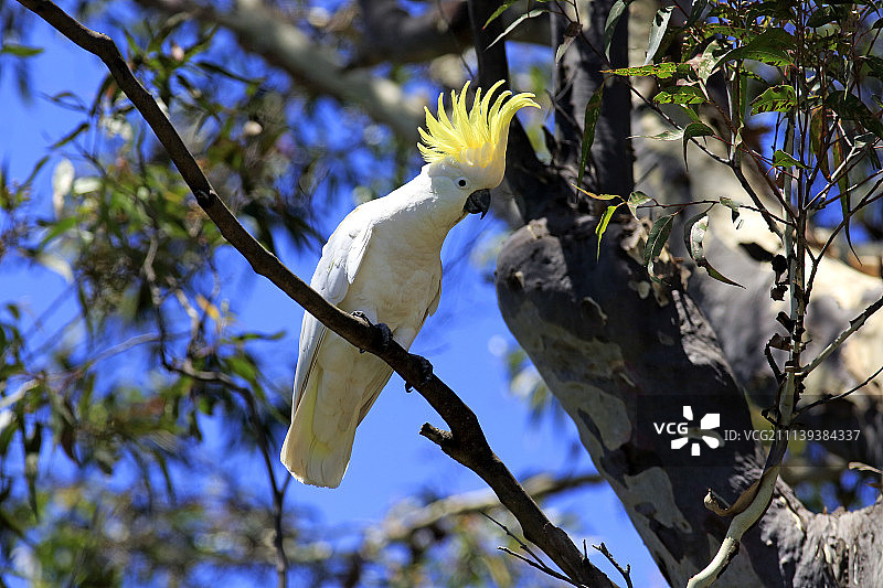 在树上的葵花凤头鹦鹉，澳大利亚穆拉马朗国家公园图片素材