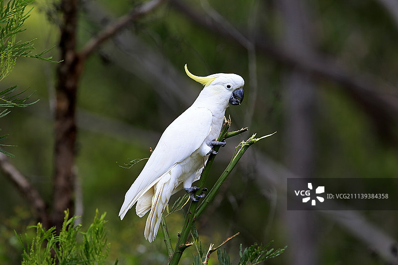 在澳大利亚穆拉马朗国家公园树枝上的葵花凤头鹦鹉图片素材