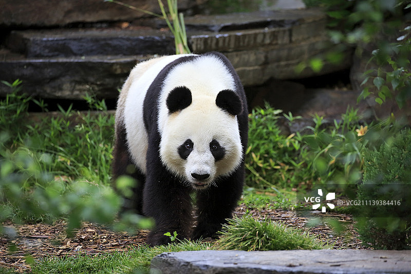 大熊猫，（Ailuropoda melanoleuca），成年，澳大利亚南澳大利亚州阿德莱德图片素材