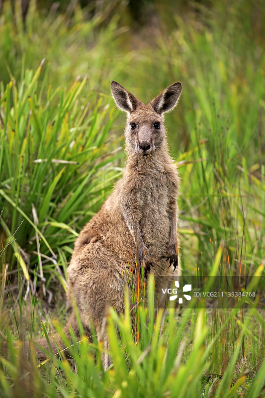 东部灰大袋鼠，成年警觉图片素材