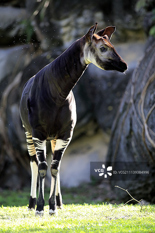 非洲成年霍加狓（Okapia johnstoni）图片素材