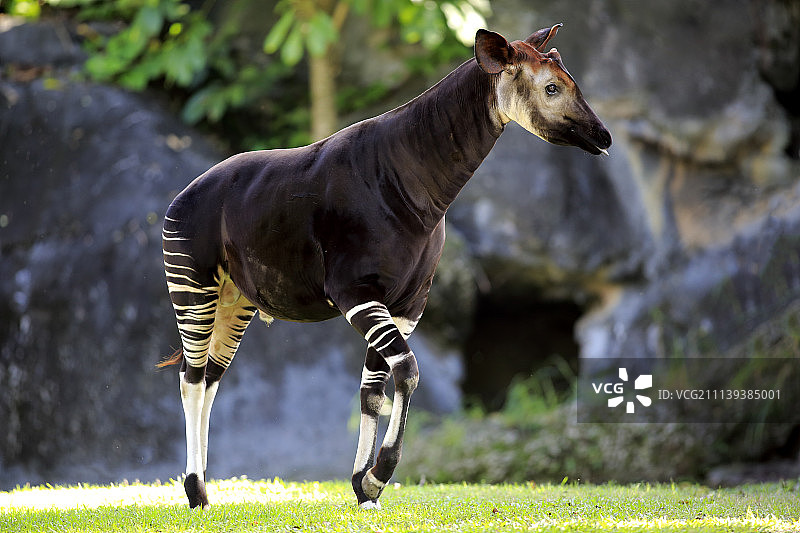 非洲成年霍加狓（Okapia johnstoni）图片素材