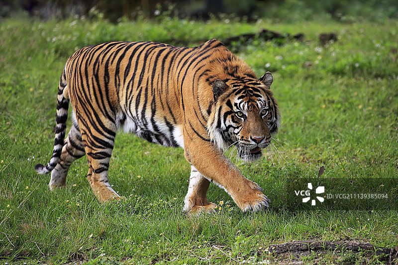 行走中的成年雄性苏门答腊虎，亚洲苏门答腊图片素材