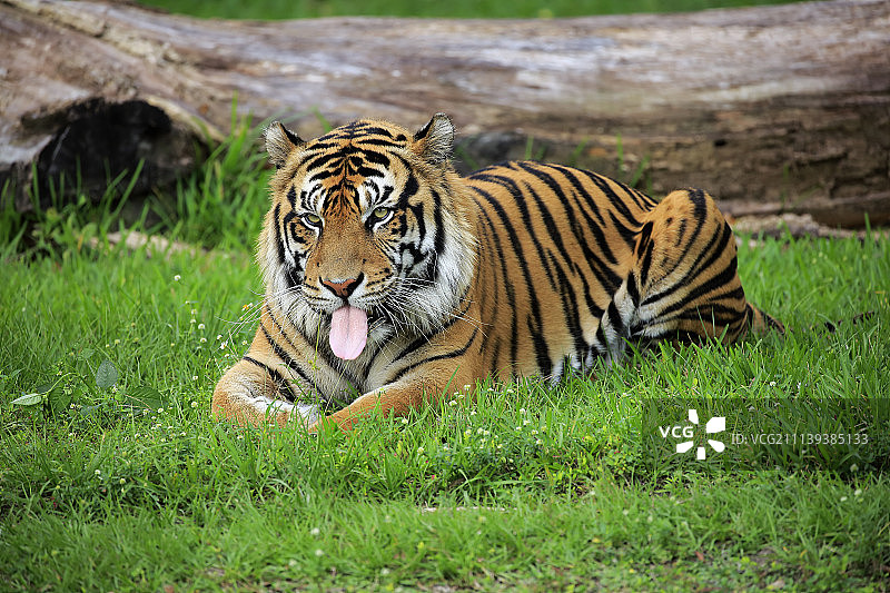 苏门答腊虎图片素材