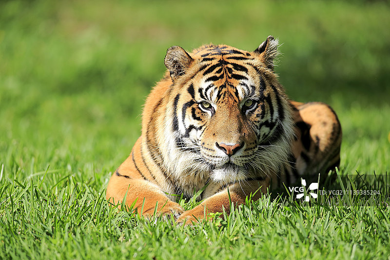 苏门答腊虎图片素材