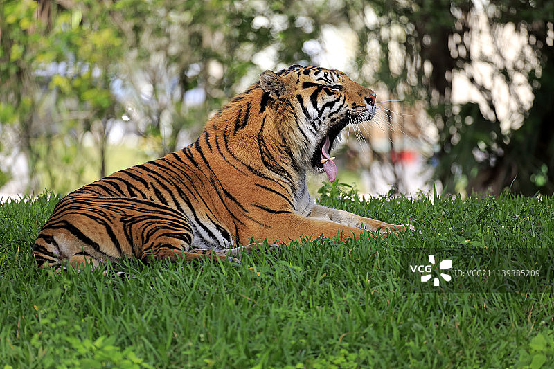 苏门答腊虎（Panthera tigris sumatrae）成年雄性打哈欠图片素材