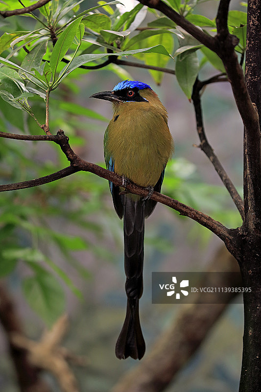 蓝冠翠鴗，（Momotus momota），栖息在树枝上的成年个体，南美洲图片素材