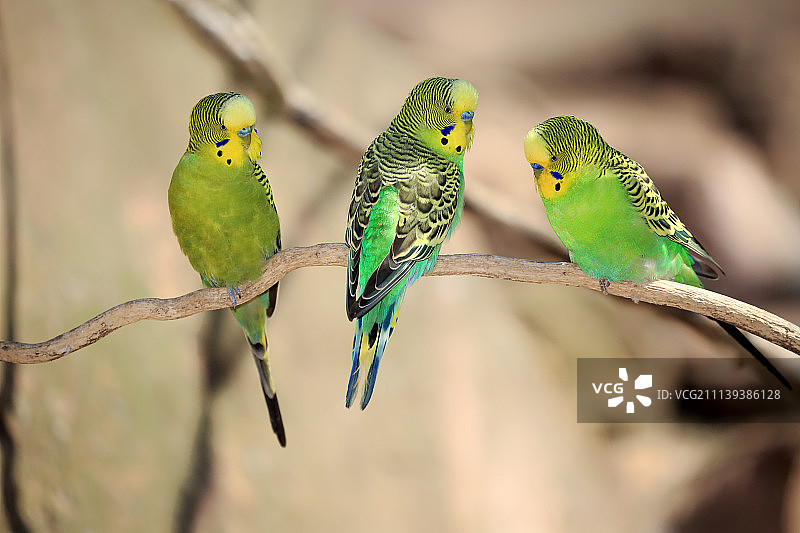 虎皮鹦鹉，树上的雄性群体，澳大利亚图片素材