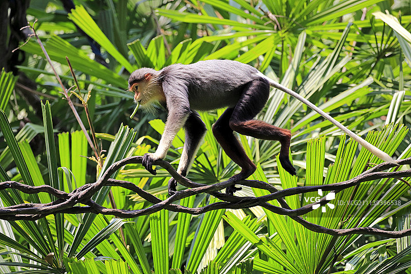 红腿白臀叶猴，成年个体在亚洲攀爬树木觅食图片素材