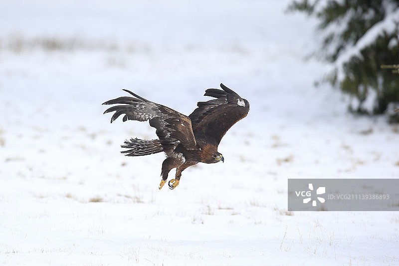 金雕：冬季于捷克高地飞行的成年金雕图片素材
