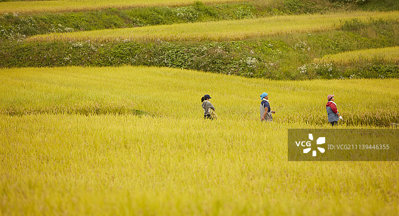 农业 农作 农事图片素材