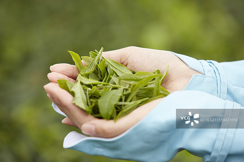 茶叶与手图片素材