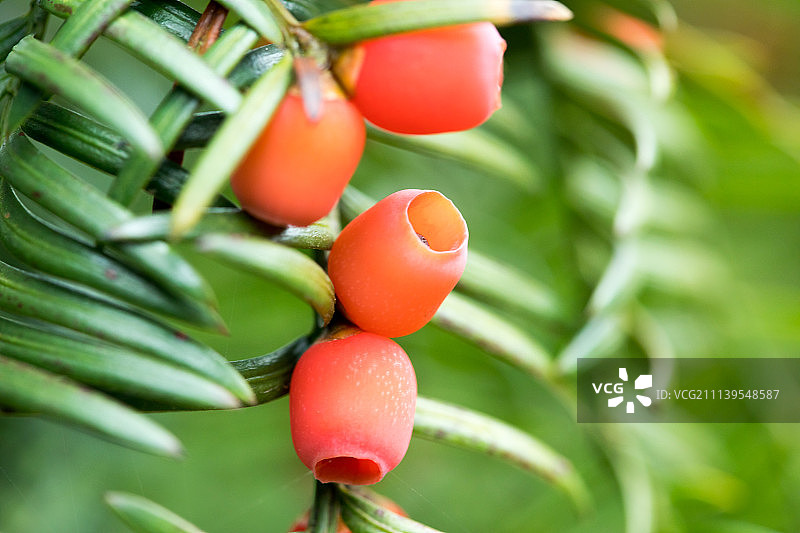 成熟季节的红豆杉图片素材