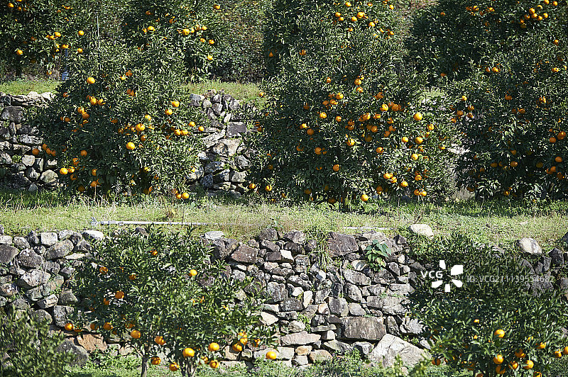 食物 食品 水果和蔬菜图片素材